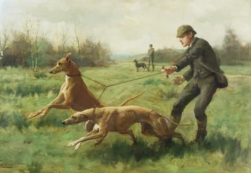 Exercice de lévriers